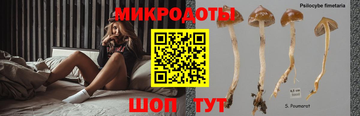 Галлюциногенные грибы Cubensis Коряжма